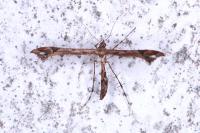 Amblyptilia acanthadactyla