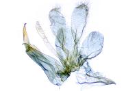 Anatrachyntis badia