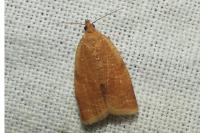 Clepsis consimilana