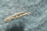 Plutella xylostella