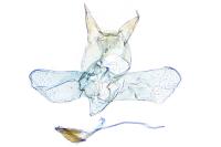 Coptotriche gaunacella