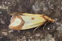 Agapeta zoegana