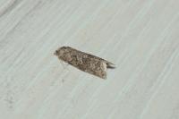 Cnephasia asseclana