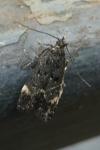Dichomeris alacella