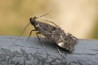 Dichomeris alacella