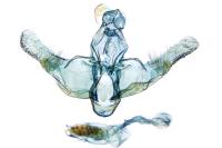 Homaloxestis briantiella