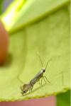 Phyllocnistis citrella
