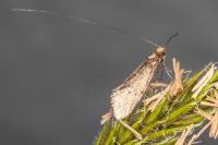 Nematopogon