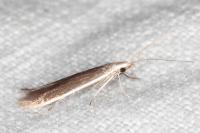 Coleophora albella