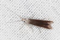 Coleophora albella