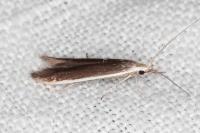 Coleophora albella