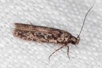 Carpatolechia decorella