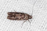 Carpatolechia decorella