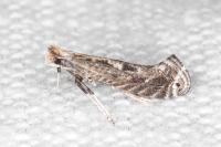 Parornix torquillella