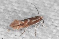 Phyllonorycter triflorella