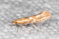 Phyllonorycter triflorella