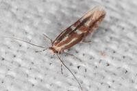 Phyllonorycter triflorella
