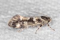Denisia lutea