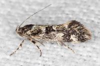 Denisia lutea