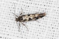 Denisia lutea