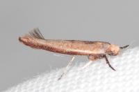 Zelleria hepariella