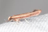 Zelleria hepariella