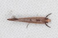 Zelleria hepariella