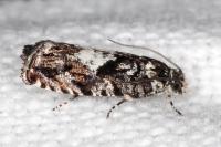 Pammene argyrana