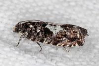 Pammene argyrana