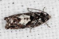 Pammene argyrana