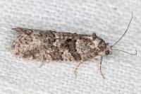 Cnephasia communana