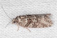 Cnephasia communana