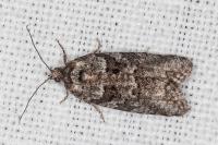 Cnephasia communana