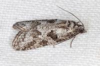 Cnephasia cupressivorana