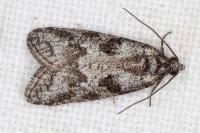 Cnephasia cupressivorana