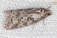 Cnephasia cupressivorana