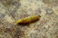 Phyllonorycter