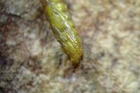 Phyllonorycter
