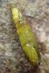 Phyllonorycter