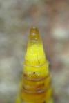 Phyllonorycter
