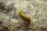 Phyllonorycter