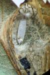 Phyllonorycter