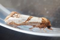 Eugnosta magnificana