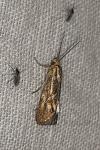 Brachodes funebris