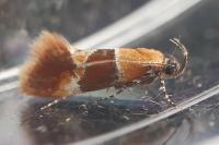 Epicallima bruandella
