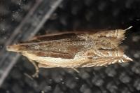 Ancylis apicella
