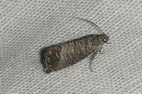Cydia pomonella