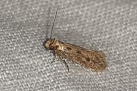 Anomalotinea liguriella
