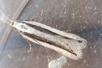 Mirificarma interrupta