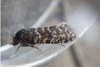 Aethes margarotana